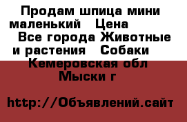 Продам шпица мини маленький › Цена ­ 15 000 - Все города Животные и растения » Собаки   . Кемеровская обл.,Мыски г.